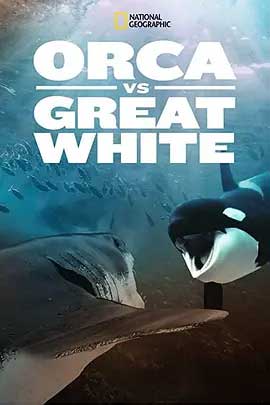 《虎鲸对上大白鲨 Orca vs. Great White》